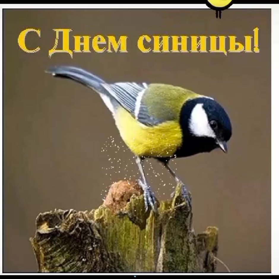 С днём рождения синичка