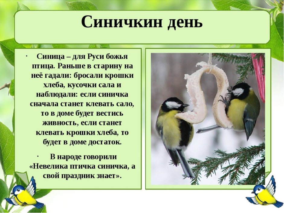 День синички 12 ноября