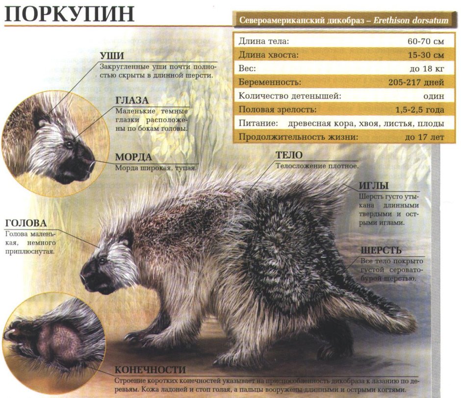 Костюм дикобраза