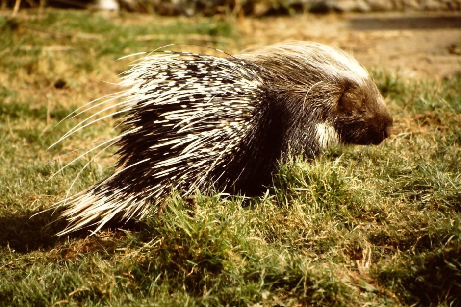 Дикобраз hystrix cristata