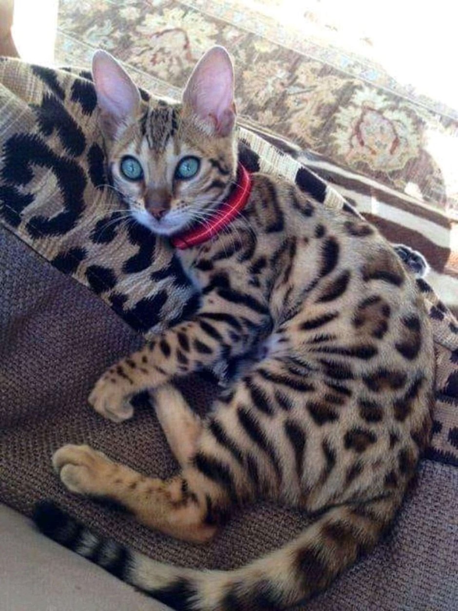 Метис бенгальской кошки