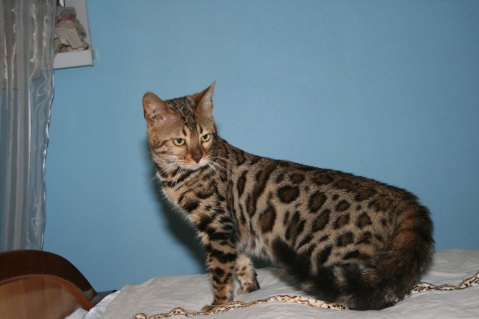 Бенгальская кошка