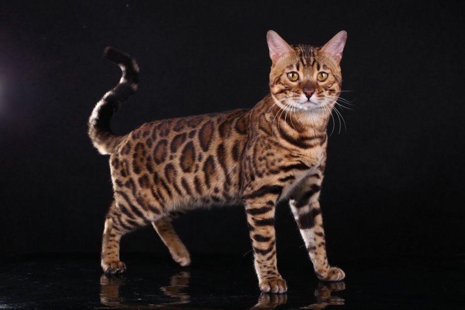 Бенгальская короткошерстная