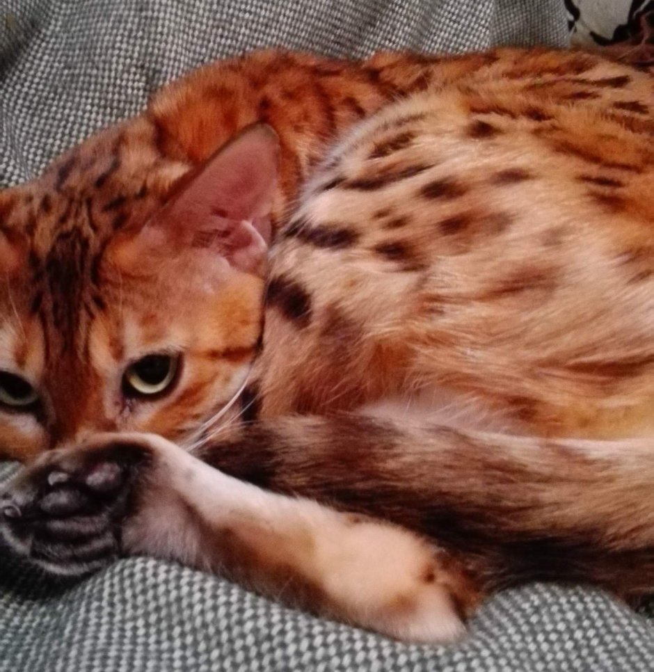 Бенгальские котята