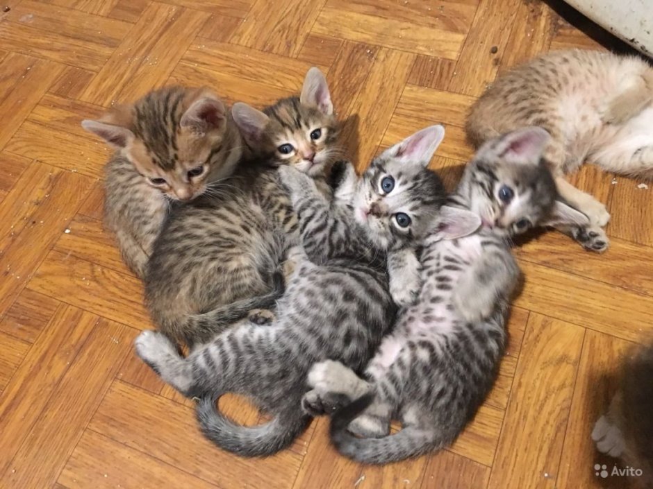 Бенгальский рыжий кот мраморный метис