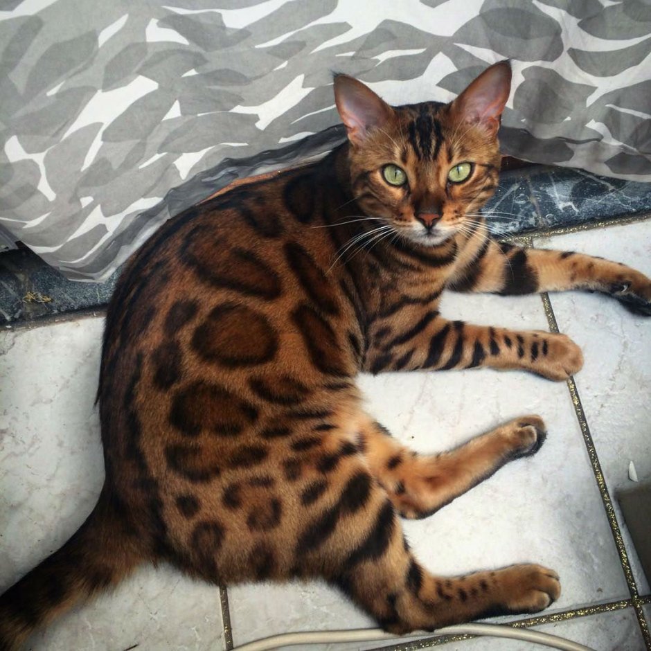 Бенгальский кот метис полосатый