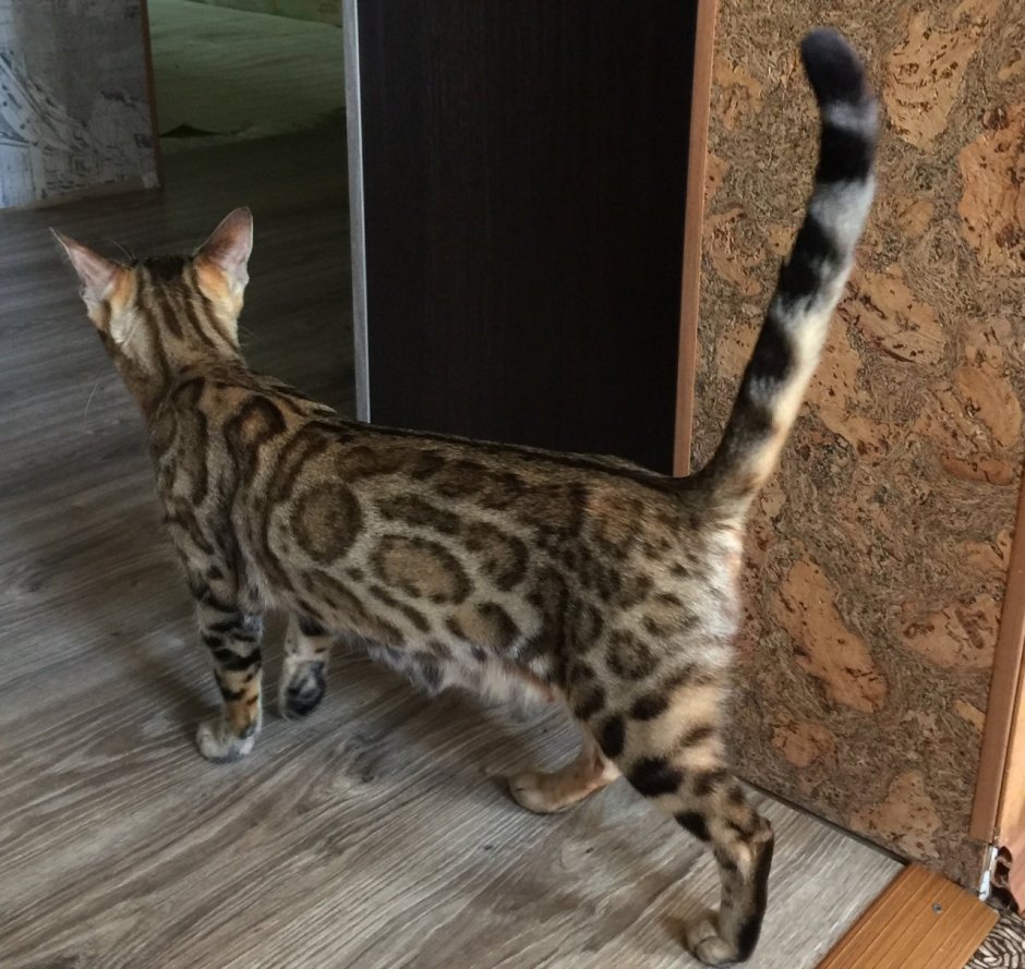 Бенгальский кот метис полосатый