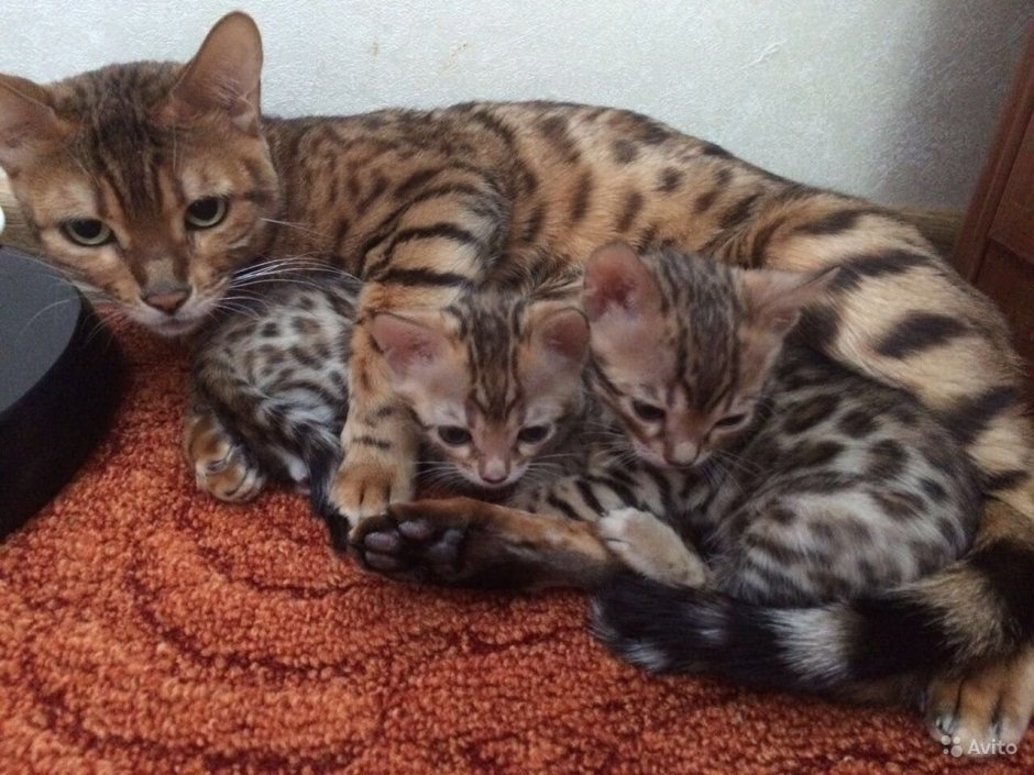 Бенгальский кот метис
