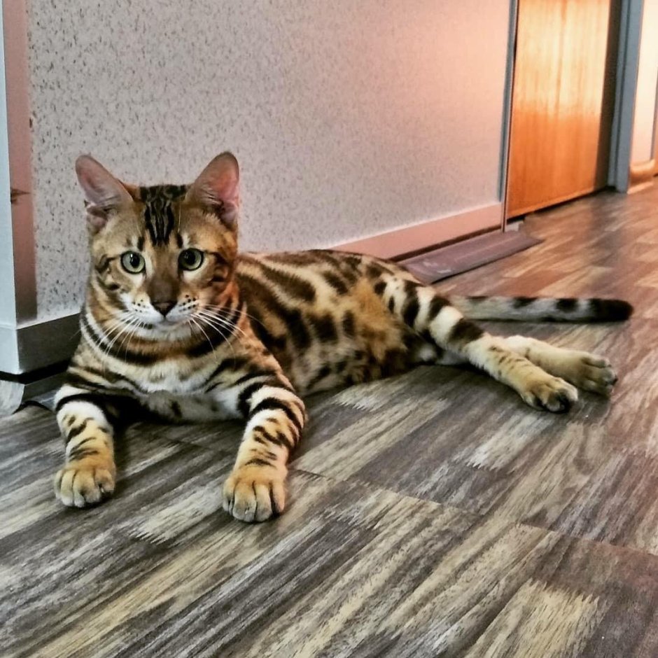 Бенгальская кошка