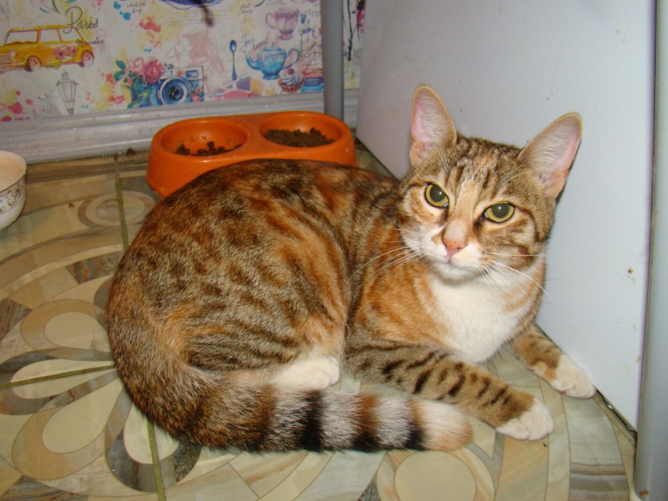 Бенгальская кошка самка