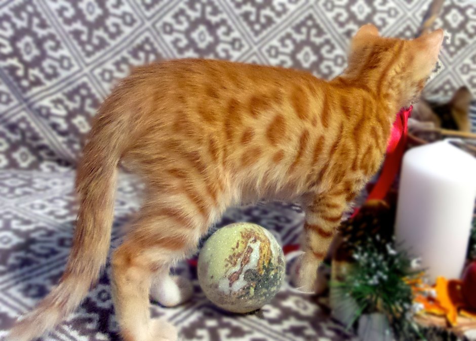 Мраморный бенгальский кот метис
