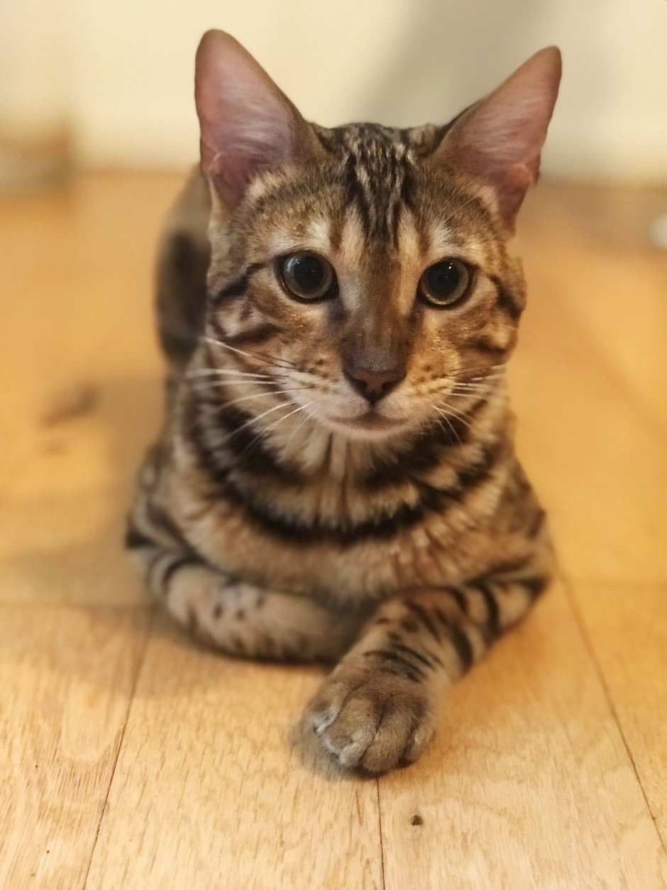 Бенгальская кошка табби