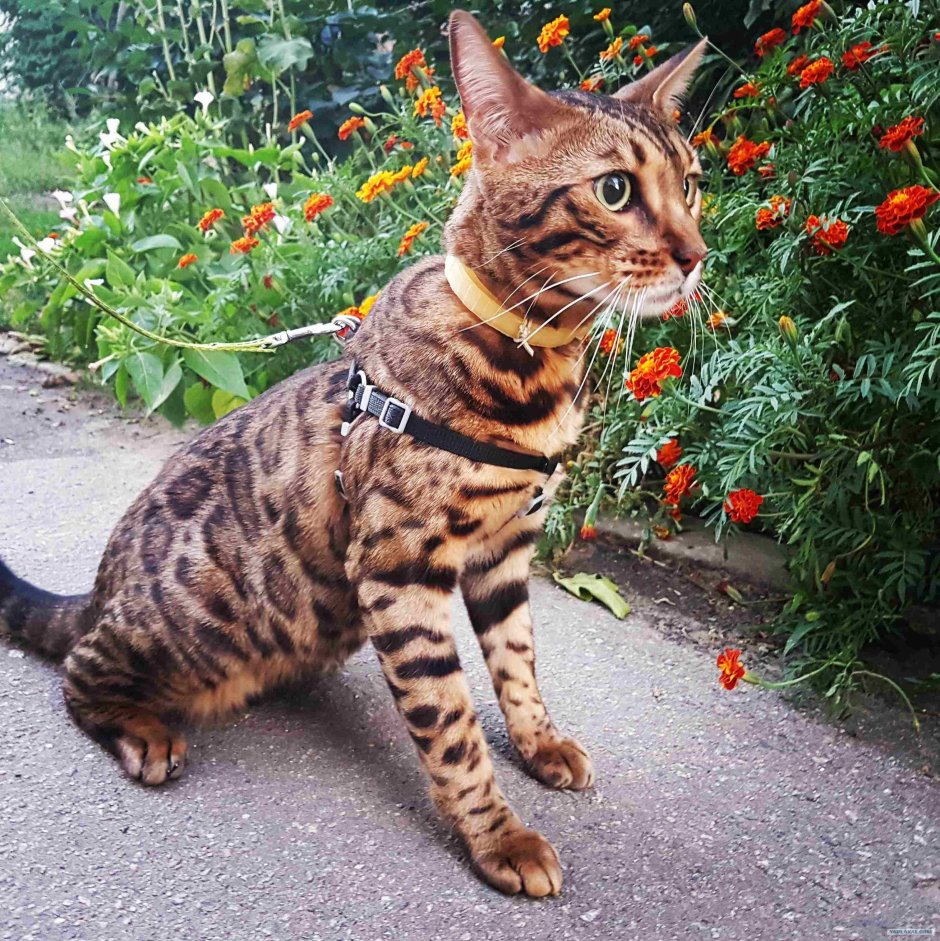 Бенгальский кот метис полосатый