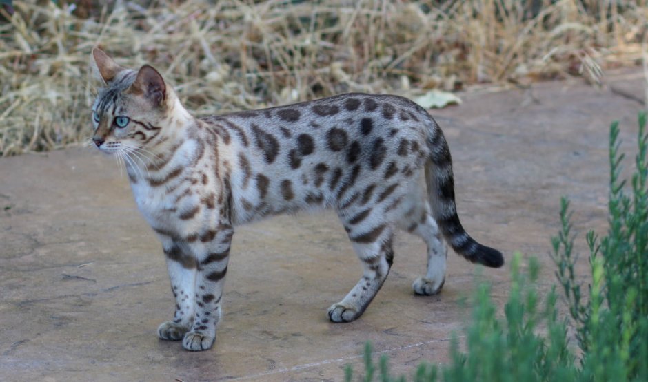 Бенгальская кошка