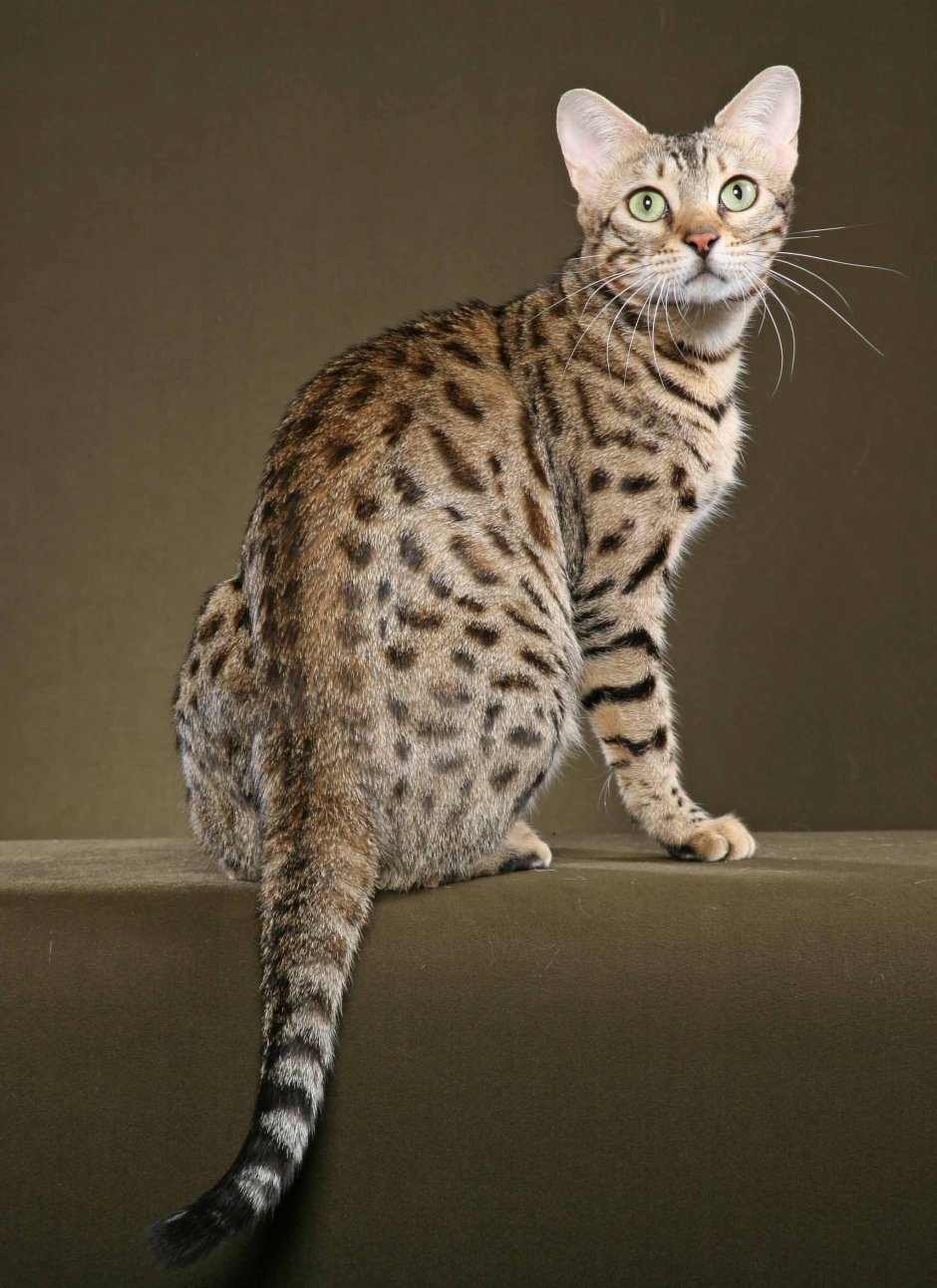 Бенгальская кошка голубая