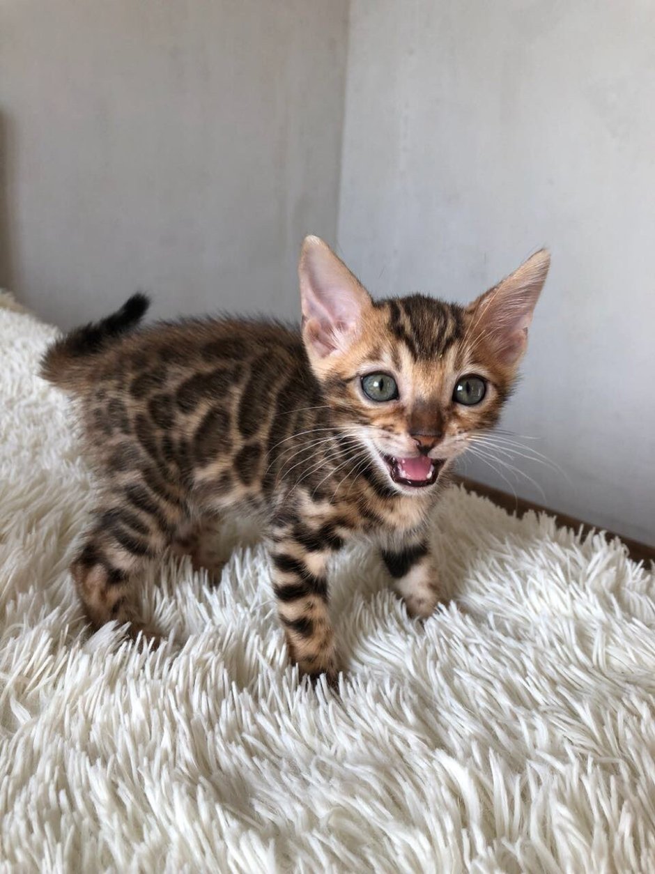 Бенгальский кот метис