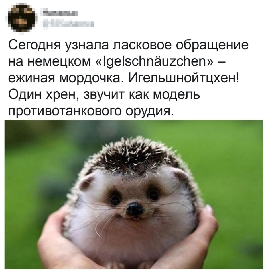 Ежик улыбается в руках