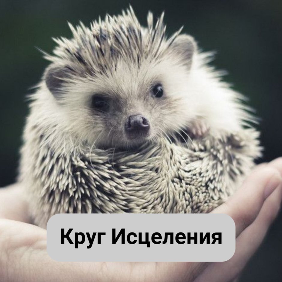 Подсемейство Ежиные
