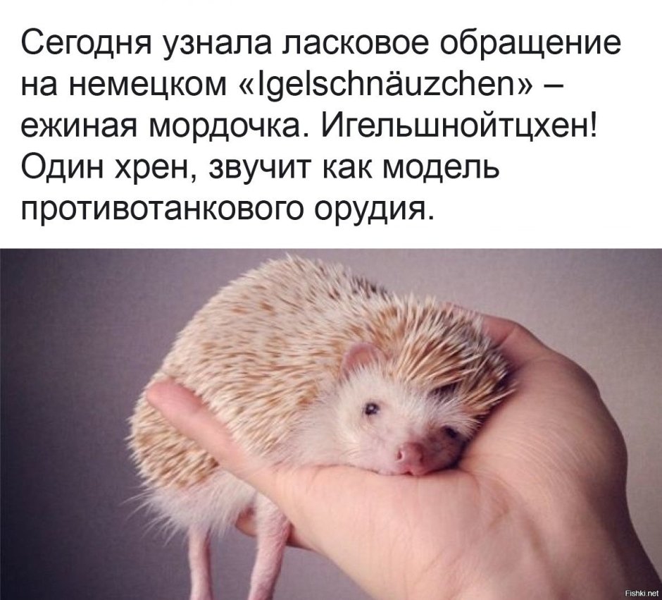 Еж портрет