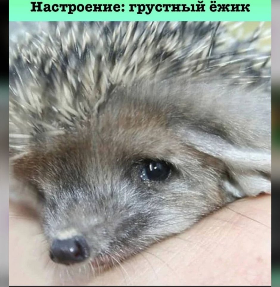 Крутой Ежик