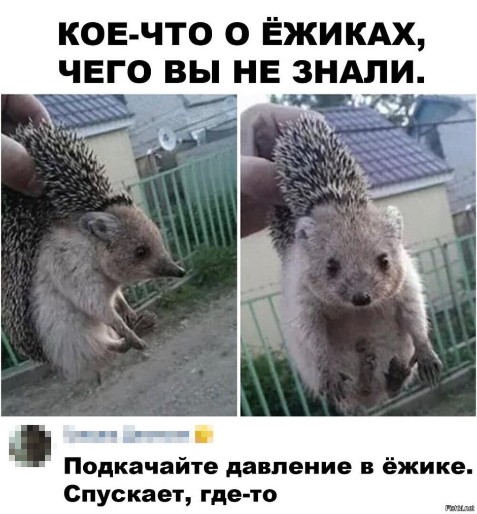Ежик с цветочком