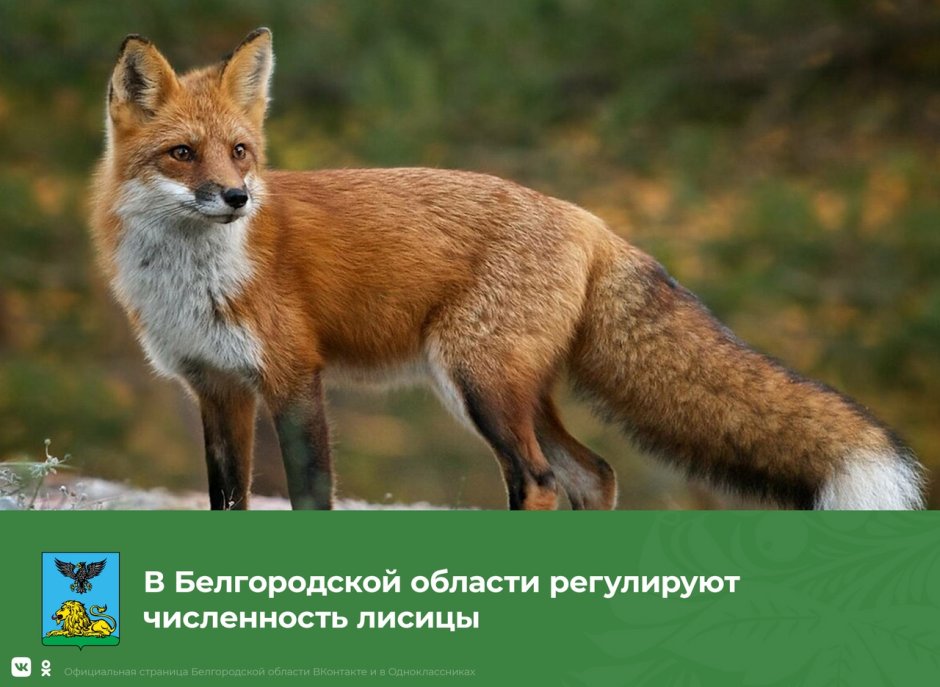 Рыжая лиса