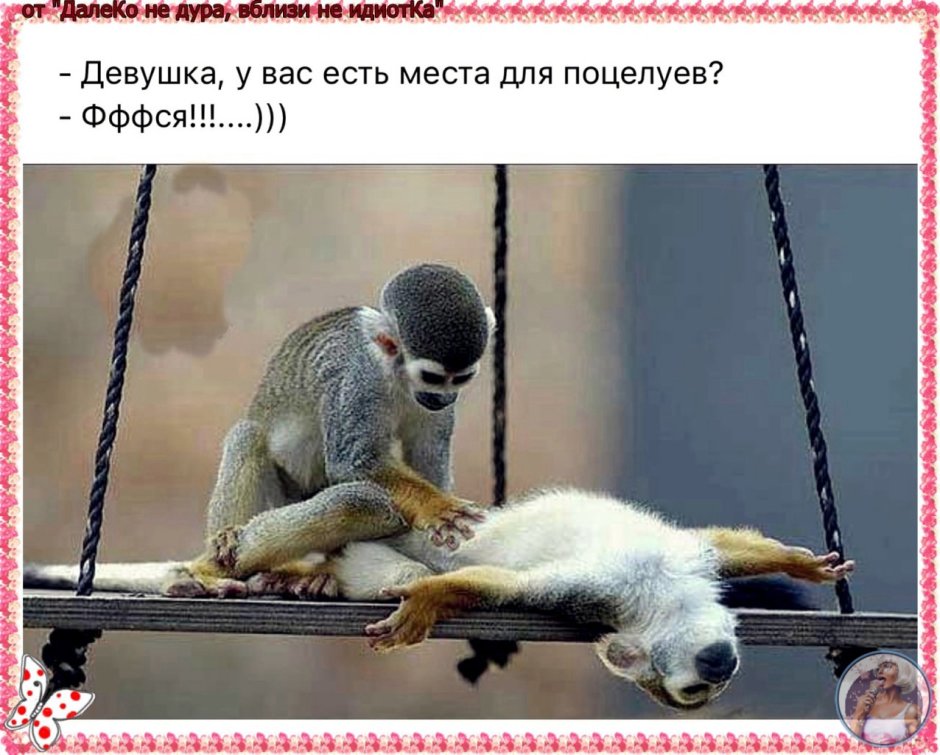 Обезьяны орангутан детеныш