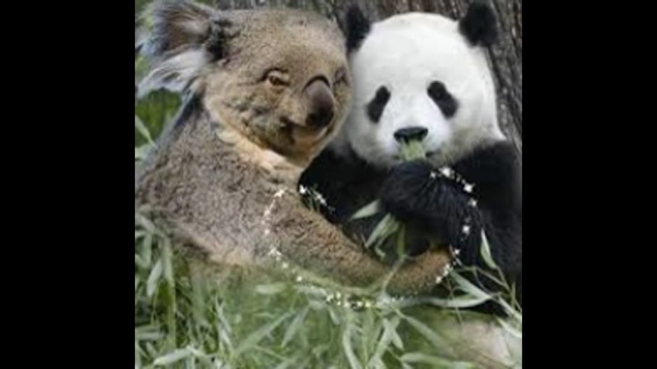 Коалы vs панды