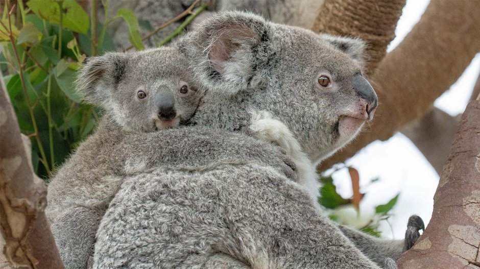 Коала отряд
