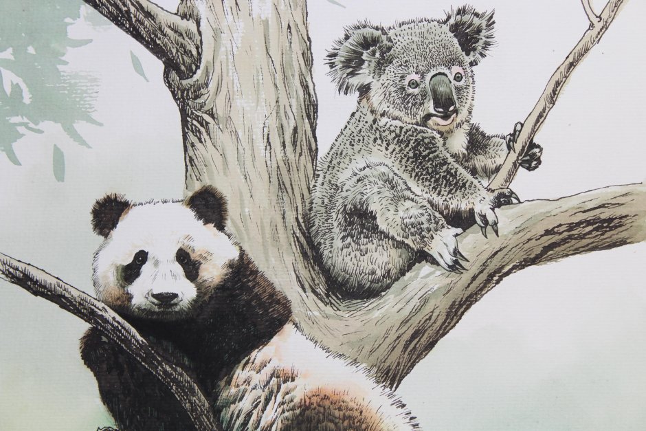 Коала или Панда