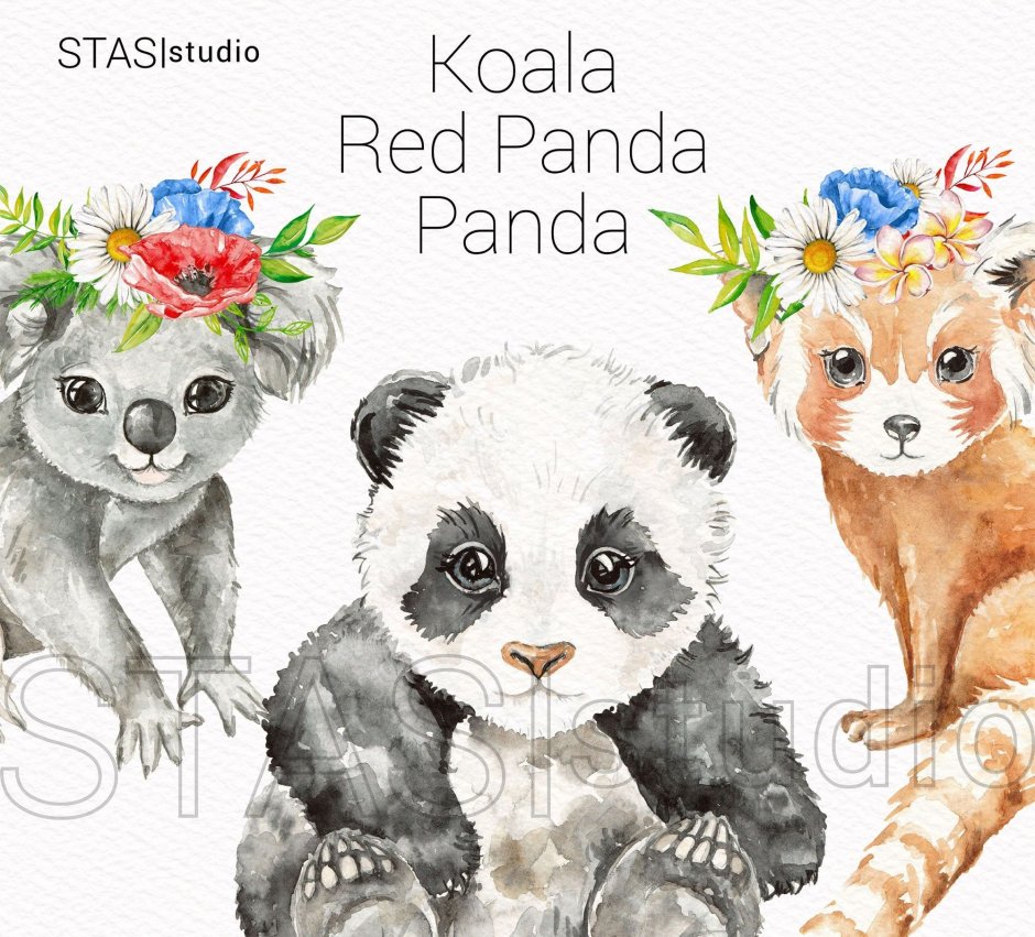 Панда и коала
