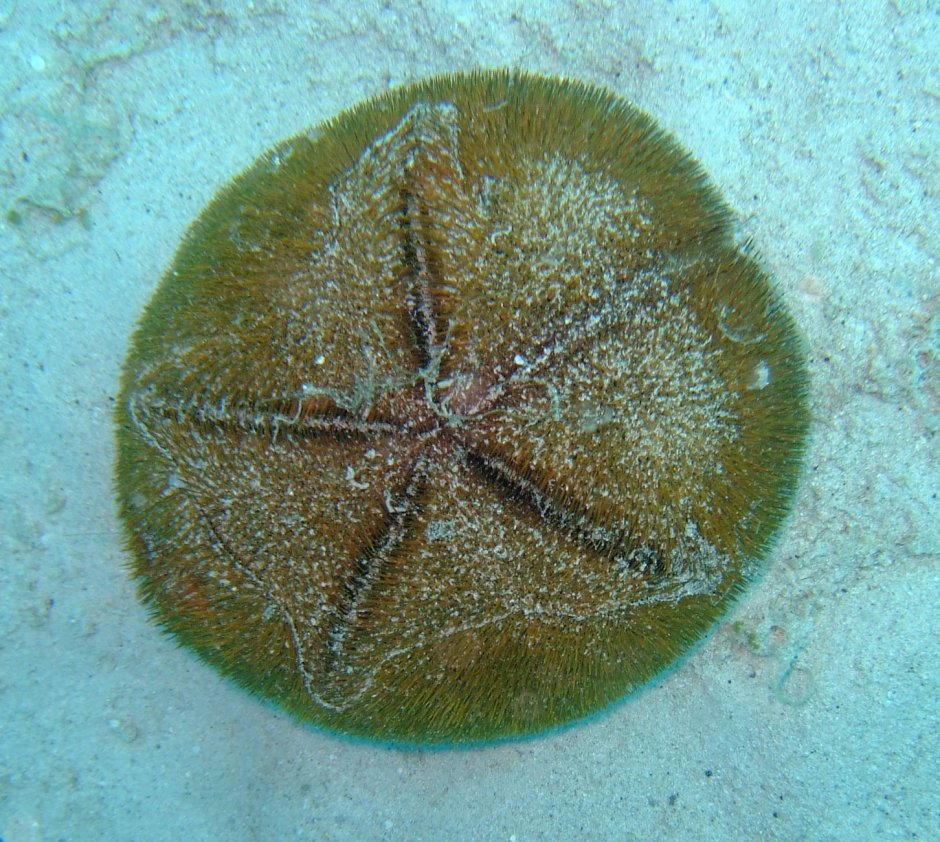 Морской ёж песчаный доллар (Clypeaster humilis)