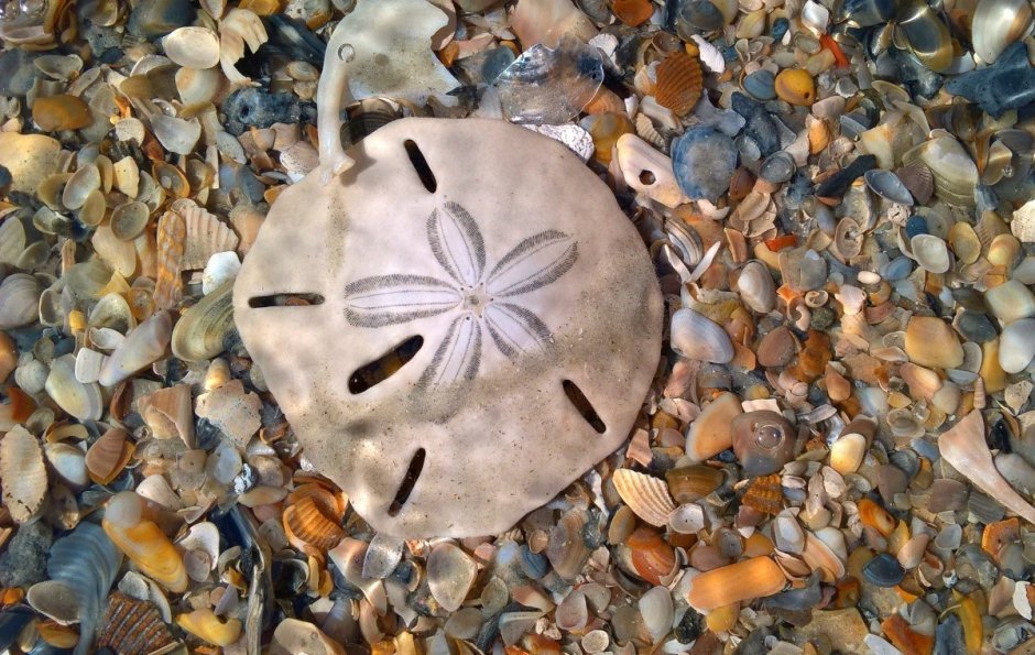 Sand Dollar Ракушка