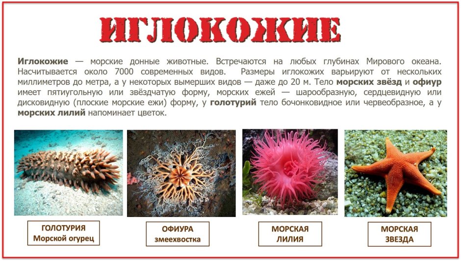 Карандашный морской еж