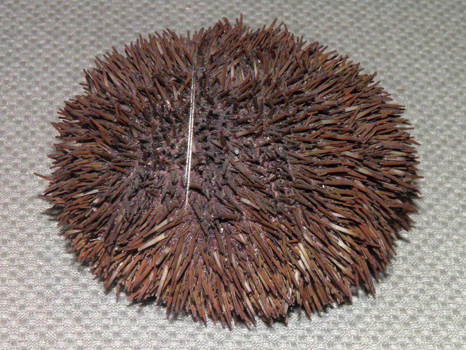 Серый морской еж (Strongylocentrotus intermedius