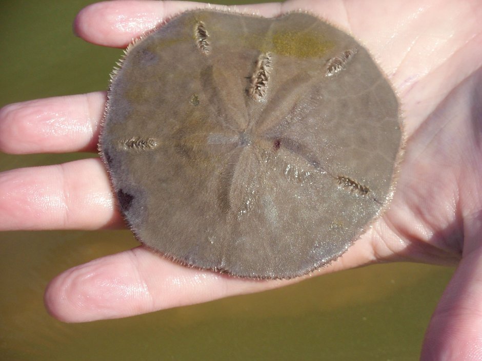 Морской еж Sand Dollar