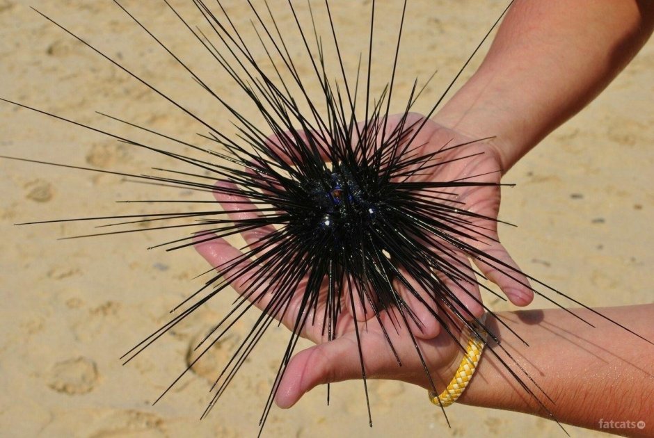 Морские Ежи (Echinoidea)