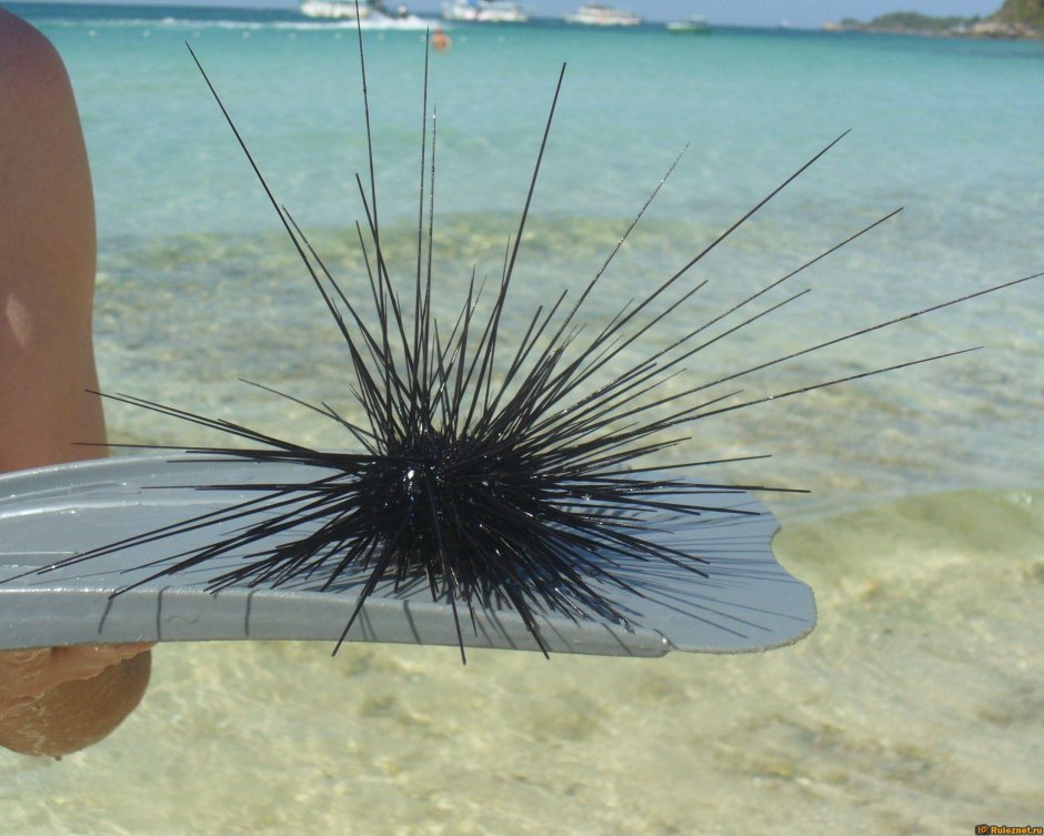 Морской еж Sand Dollar