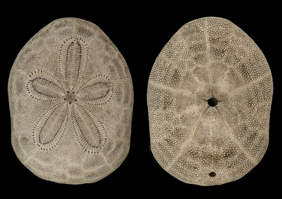 Морские Ежи (Echinoidea)