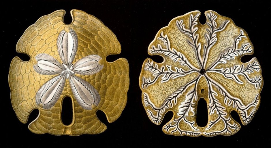 Морской еж Sand Dollar