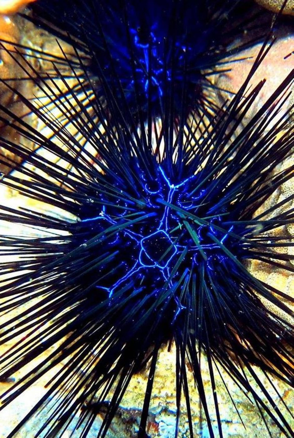 Морской ёж песчаный доллар (Clypeaster humilis)