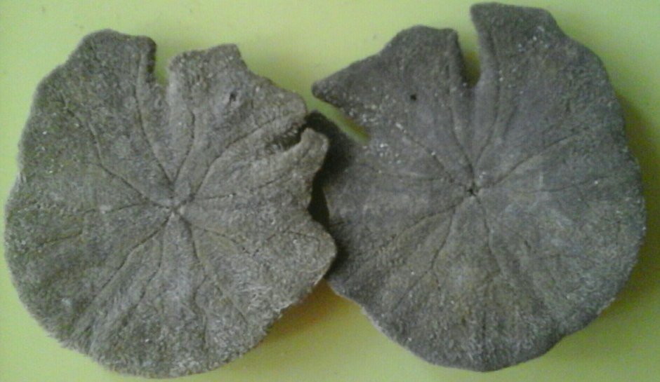Морской еж Sand Dollar