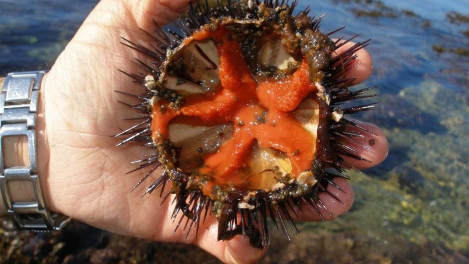 Морской ёж меспилия