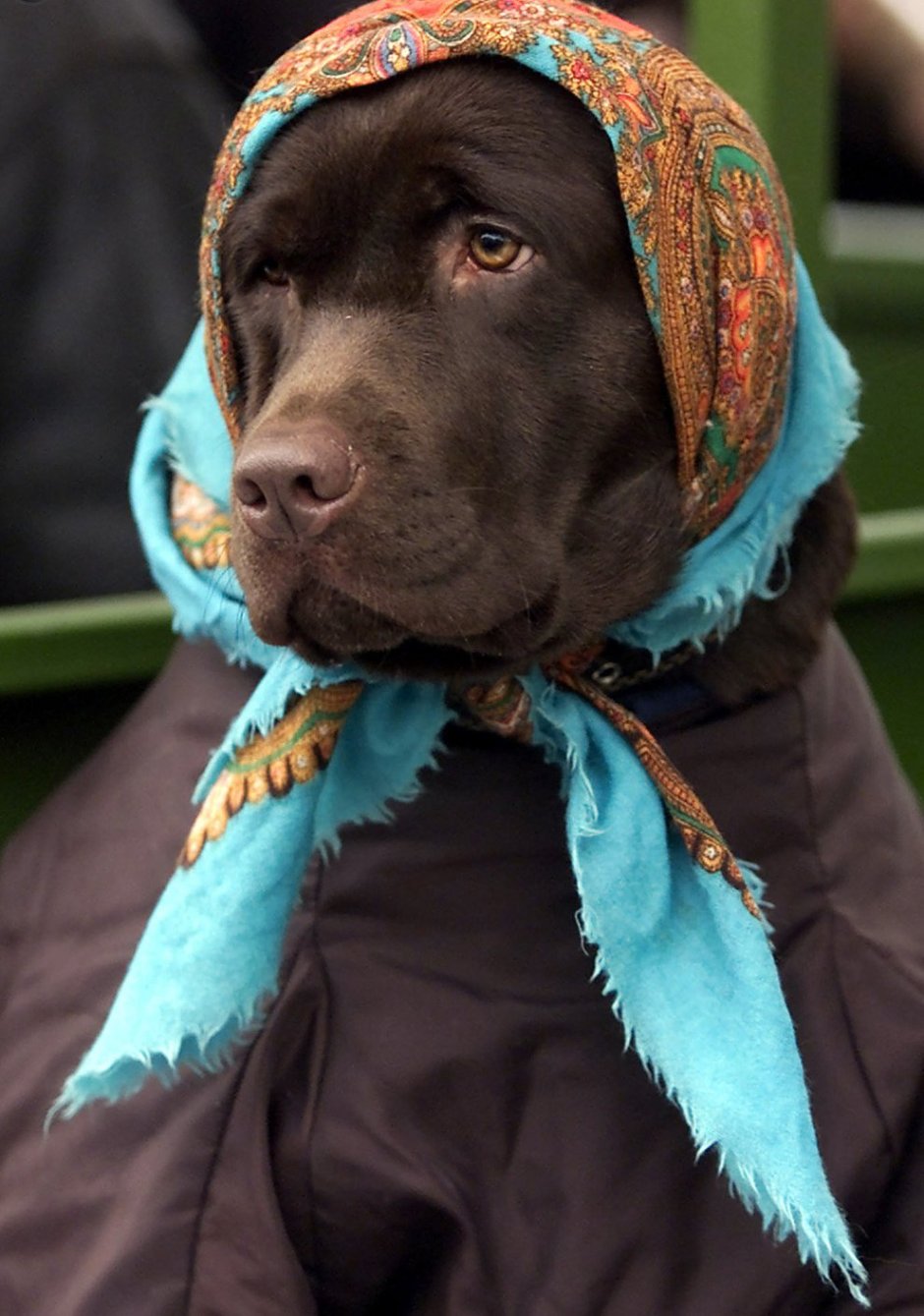 Собака в платке