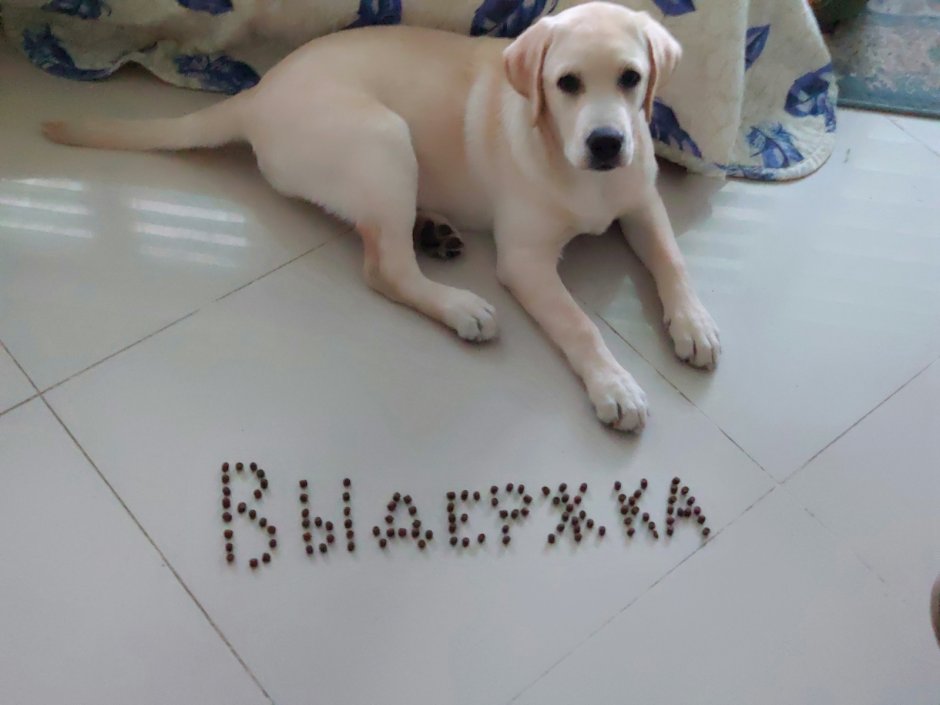 Собачка с просящими глазами