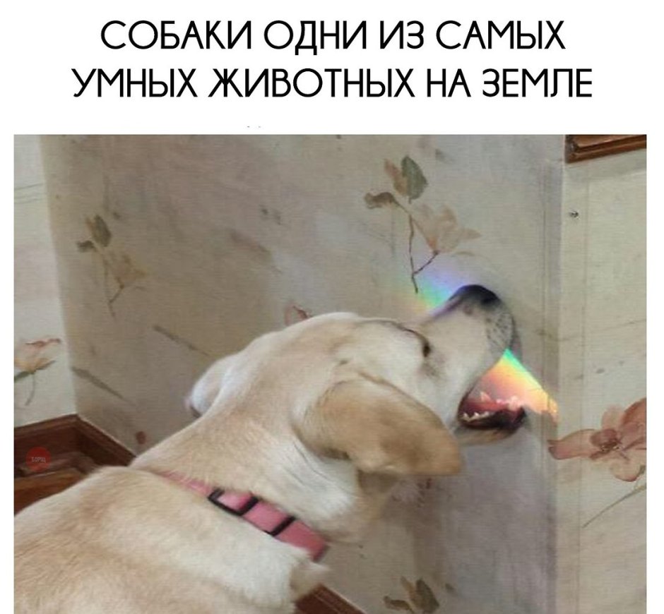 Лабрадор Мем