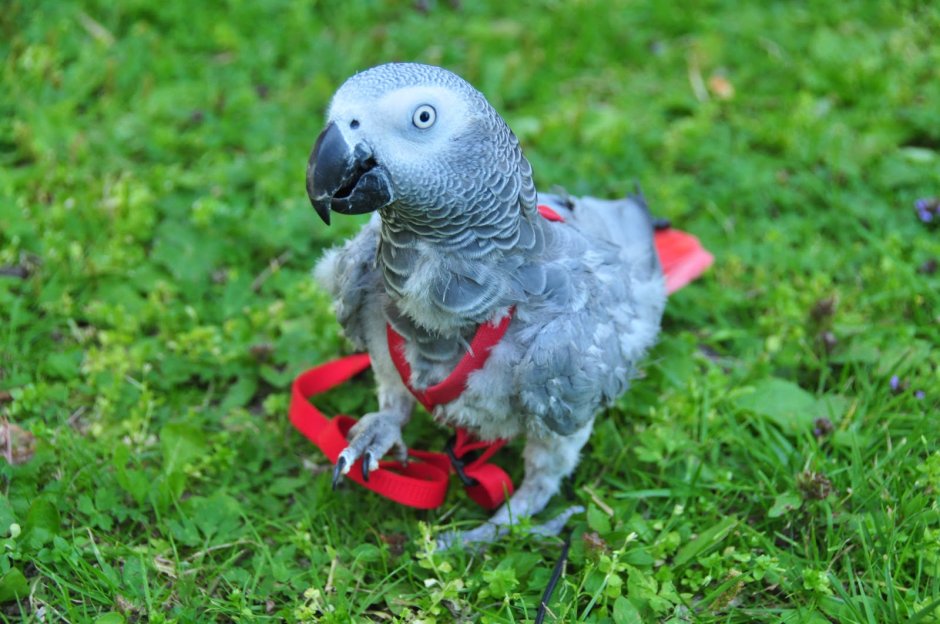 Facts about Parrots