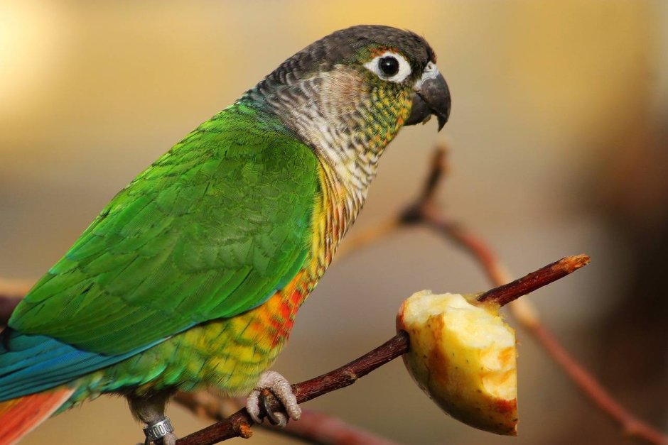Eclectus Parrot