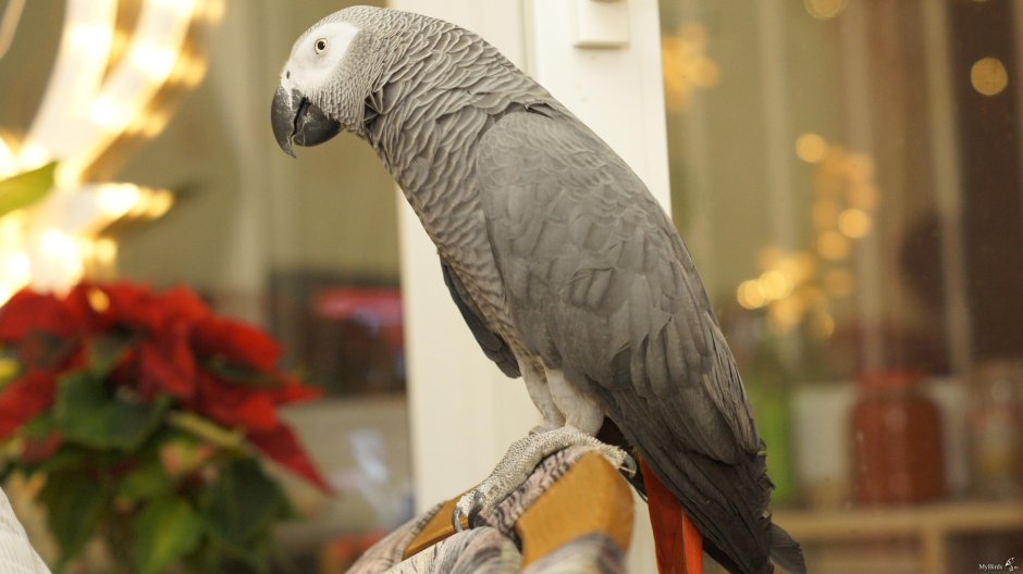 Жако и корелла