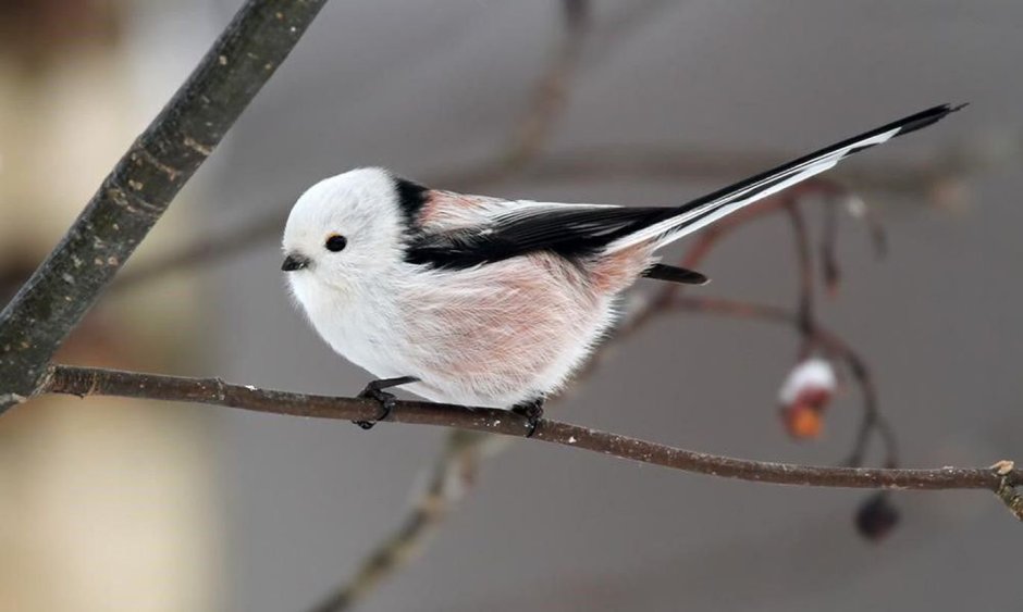 Aegithalos caudatus